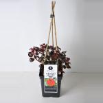 Grootbloemige klimroos (rosa "Grand Hotel"&reg;)