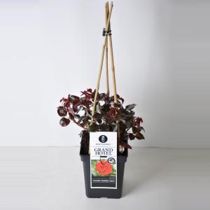 Grootbloemige klimroos (rosa "Grand Hotel"®) Grootbloemige klimroos (rosa "Grand Hotel"®)