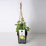 Grootbloemige klimroos (rosa "Lichtk&ouml;nigin Lucia"&reg;)