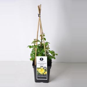 Grootbloemige klimroos (rosa "Lichtkönigin Lucia"®) Grootbloemige klimroos (rosa "Lichtkönigin Lucia"®)