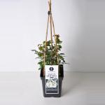 Tros klimroos (rosa "Sally Holmes"&reg;)