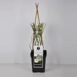 Klimroos (rosa "Schneewittchen"&reg;)