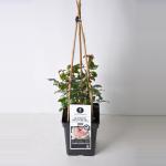 Grootbloemige klimroos (rosa "Schlo&szlig; Ippenburg"&reg;)