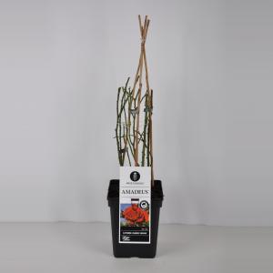 Klimroos (rosa "Amadeus"®) Klimroos (rosa "Amadeus"®)