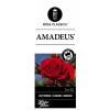 Klimroos (rosa "Amadeus"&reg;)