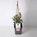 Klimroos (rosa "Compassion"&reg;)