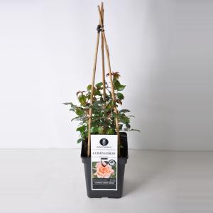 Klimroos (rosa "Compassion"®) Klimroos (rosa "Compassion"®)