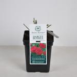 Engelse roos (rosa "Darcey Bussel"&reg;)