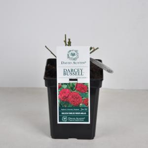 Engelse roos (rosa "Darcey Bussel"®) Engelse roos (rosa "Darcey Bussel"®)