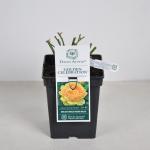 Engelse roos (rosa "Golden Celebration"&reg;)
