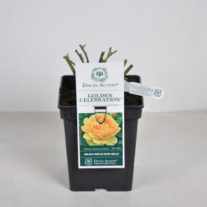 Engelse roos (rosa "Golden Celebration"®) Engelse roos (rosa "Golden Celebration"®)