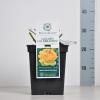 Engelse roos (rosa "Golden Celebration"&reg;)