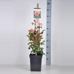 Engelse klimroos (rosa "Abraham Darby"&reg;)