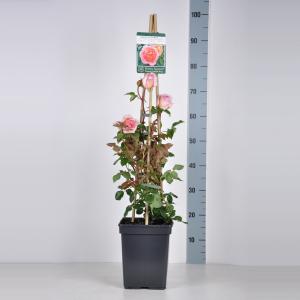 Engelse klimroos (rosa "Abraham Darby"®) Engelse klimroos (rosa "Abraham Darby"®)