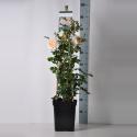 Engelse klimroos (rosa "Emanuel"&reg;)