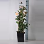 Engelse klimroos (rosa "Emanuel"&reg;)