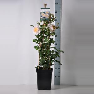 Engelse klimroos (rosa "Emanuel"®) Engelse klimroos (rosa "Emanuel"®)