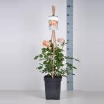 Engelse klimroos (rosa "Crown Princess Margareta"&reg;)