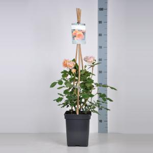 Engelse klimroos (rosa "Crown Princess Margareta"®) Engelse klimroos (rosa "Crown Princess Margareta"®)