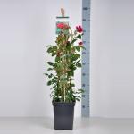 Engelse klimroos (rosa "Darcey Bussel"&reg;)