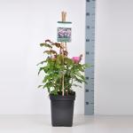 Engelse klimroos (rosa "Gertrude Jekyll"&reg;)