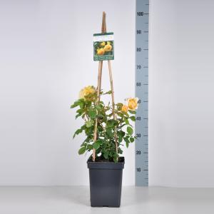 Engelse klimroos (rosa "Golden Celebration"®) Engelse klimroos (rosa "Golden Celebration"®)