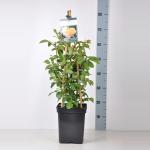 Engelse klimroos (rosa "Graham Thomas"&reg;)