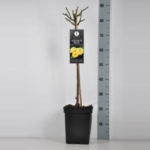 Trosroos op stam (rosa "Arthur Bell") Trosroos op stam (rosa "Arthur Bell")