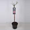 Trosroos op stam (rosa "Lovely Fairy"&reg;)