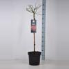 Trosroos op stam (rosa "Fairy Queen"&reg;)