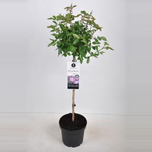 Trosroos op stam (rosa "Blue For You"®) Trosroos op stam (rosa "Blue For You"®)