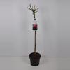 Trosroos op stam (rosa "Leonardo da Vinci"&reg;)