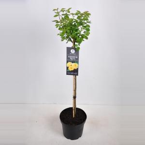 Rozen Arthur Bell op stam Geel Rozen Arthur Bell op stam Geel