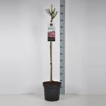 Trosroos op stam (rosa "Bonica"&reg;)