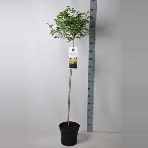 Treurroos op stam (rosa "Ghislaine de Feligonde") Treurroos op stam (rosa "Ghislaine de Feligonde")