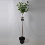 Treurroos op stam (rosa "Guirlande d'Amour"&reg;)