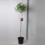 Treurroos op stam (rosa "Perennial Blue"&reg;) 