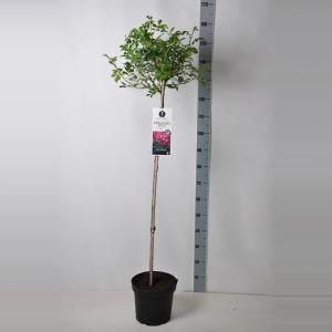 Treurroos op stam (rosa "Perennial Blue"®) Treurroos op stam (rosa "Perennial Blue"®)