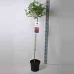 Treurroos op stam (rosa "Rambling Rosie"&reg;)