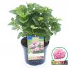 Hydrangea Macrophylla "Magical Revolution Roze"&reg; boerenhortensia
