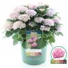 Hydrangea Macrophylla "Magical Revolution Roze"&reg; boerenhortensia