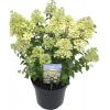 Hydrangea Paniculata "Bobo"&reg; pluimhortensia