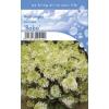 Hydrangea Paniculata "Bobo"&reg; pluimhortensia