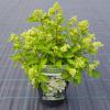 Hydrangea Paniculata "Prim White"&reg; pluimhortensia