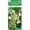 Hydrangea Paniculata "Prim White"&reg; pluimhortensia