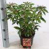 Rotsheide (Pieris Japonica &ldquo;Katsura&rdquo;&reg;) heester