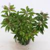 Rotsheide (Pieris Japonica &ldquo;Katsura&rdquo;&reg;) heester