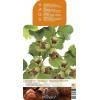 Hazelaar (corylus avellana "Halle'sche Riesen") notenboom