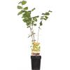 Hazelaar (corylus avellana "Halle'sche Riesen") notenboom