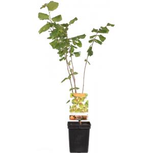 Hazelaar (corylus avellana "Halle'sche Riesen") notenboom Hazelaar (corylus avellana "Halle'sche Riesen") notenboom